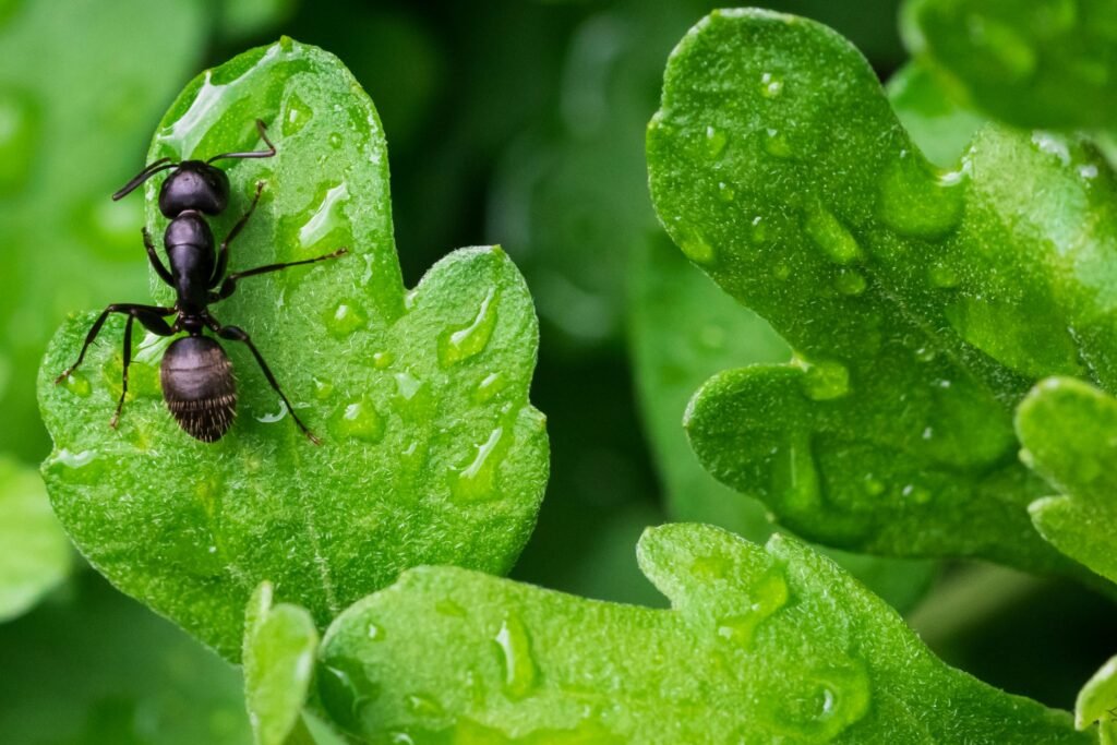 Ant Control