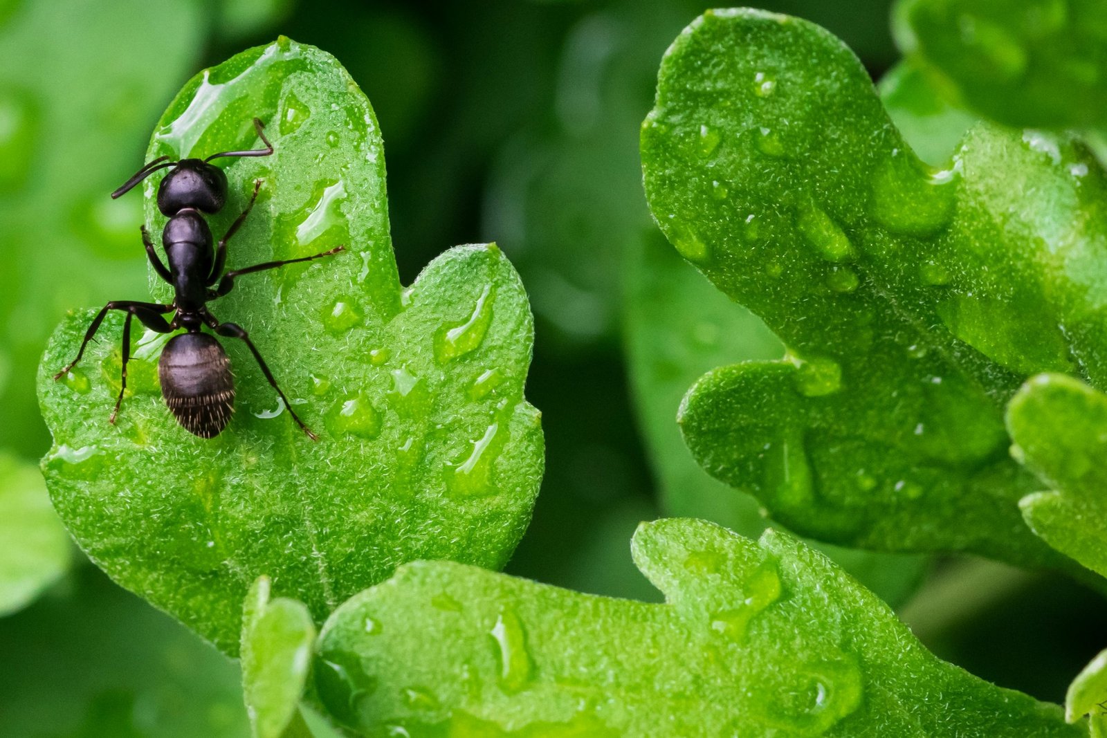 Ant Control